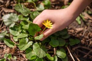 Small yellow flower in the hands of a child on a background of green leaves photo