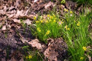 amarillo primavera flores en el bosque. temprano primavera en el bosque. foto