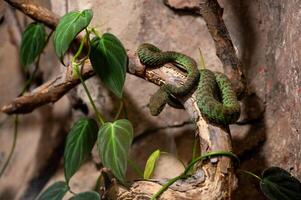 Green viper Trimeresurus vittatu on a branch in the zoo photo