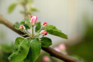 manzana árbol florecer en primavera, de cerca, selectivo atención foto