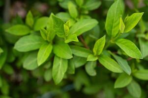 Close up of green leaves in garden with selective focus and shallow depth of field. photo