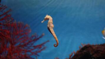 Closeup common colorful seahorse or Hippocampus guttulatus swimming under water, sealife photo