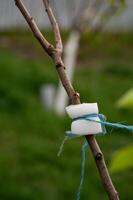 a branch of a young tree in the garden is tied with paralon and thread photo