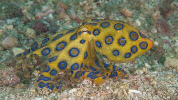 Closeup view of a common Octopus vulgaris swimming underwater, macro portrait under water photo