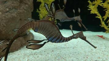 Closeup common colorful seahorse or Hippocampus guttulatus swimming under water, sealife photo