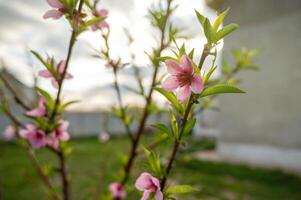 Peach blossom in the garden in spring. Beautiful nature scene. photo
