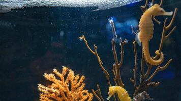 Closeup common colorful seahorse or Hippocampus guttulatus swimming under water, sealife photo