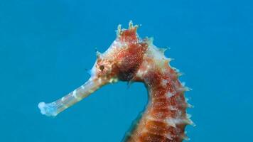 Closeup common colorful seahorse or Hippocampus guttulatus swimming under water, sealife photo