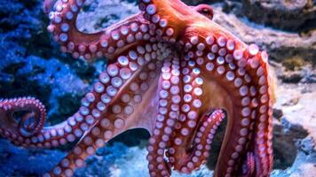 Closeup view of a common Octopus vulgaris swimming underwater, macro portrait under water photo