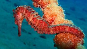 Closeup common colorful seahorse or Hippocampus guttulatus swimming under water, sealife photo