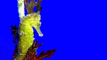 de cerca común vistoso caballo de mar o hipocampo guttulatus nadando debajo agua, vida marina foto