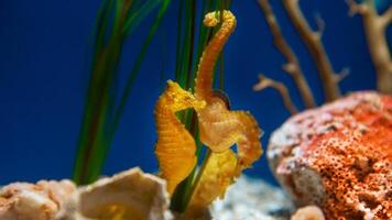 Closeup common colorful seahorse or Hippocampus guttulatus swimming under water, sealife photo