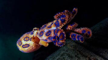 Closeup view of a common Octopus vulgaris swimming underwater, macro portrait under water photo