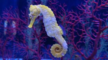 Closeup common colorful seahorse or Hippocampus guttulatus swimming under water, sealife photo