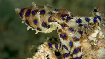 Closeup view of a common Octopus vulgaris swimming underwater, macro portrait under water photo