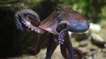 Closeup view of a common Octopus vulgaris swimming underwater, macro portrait under water photo