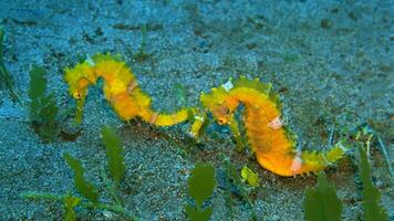 Closeup common colorful seahorse or Hippocampus guttulatus swimming under water, sealife photo