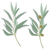 Set of two different olive tree branches vector