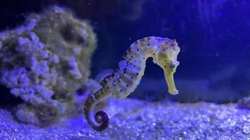 de cerca común vistoso caballo de mar o hipocampo guttulatus nadando debajo agua, vida marina foto