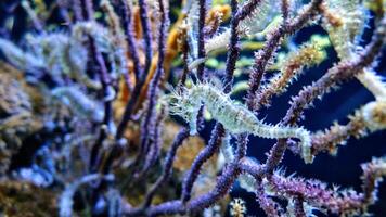 Closeup common colorful seahorse or Hippocampus guttulatus swimming under water, sealife photo