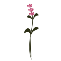 botanique fleur plante png