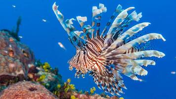 pez león o pterois, un hermosa depredador león pescado nada en buscar de comida submarino foto