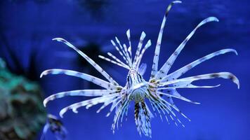 Lionfish or Pterois, a beautiful predatory Lion Fish swims in search of food underwater photo