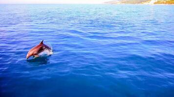 joven curioso nariz de botella delfín sonrisas, juguetón común tursiops truncatus de cerca nadando submarino. saltando fuera de agua foto