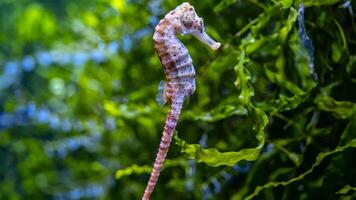 Closeup common colorful seahorse or Hippocampus guttulatus swimming under water, sealife photo