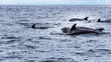 joven curioso nariz de botella delfín sonrisas, juguetón común tursiops truncatus de cerca nadando submarino. saltando fuera de agua foto