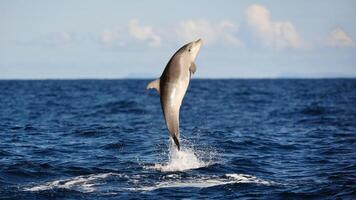 joven curioso nariz de botella delfín sonrisas, juguetón común tursiops truncatus de cerca nadando submarino. saltando fuera de agua foto