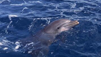 joven curioso nariz de botella delfín sonrisas, juguetón común tursiops truncatus de cerca nadando submarino. saltando fuera de agua foto