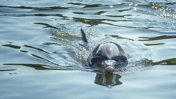 Young curious bottlenose dolphin smiles, playful common tursiops truncatus close-up swimming underwater. Jumping out of water photo