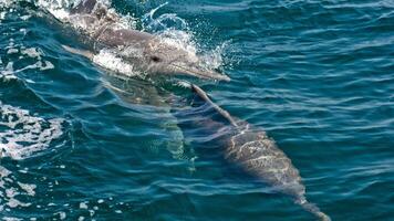 joven curioso nariz de botella delfín sonrisas, juguetón común tursiops truncatus de cerca nadando submarino. saltando fuera de agua foto