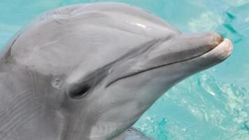 joven curioso nariz de botella delfín sonrisas, juguetón común tursiops truncatus de cerca nadando submarino. saltando fuera de agua foto