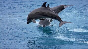 Young curious bottlenose dolphin smiles, playful common tursiops truncatus close-up swimming underwater. Jumping out of water photo