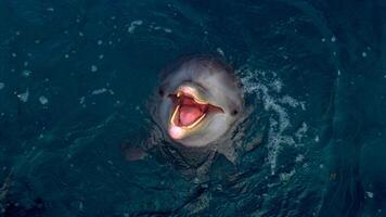 joven curioso nariz de botella delfín sonrisas, juguetón común tursiops truncatus de cerca nadando submarino. saltando fuera de agua foto