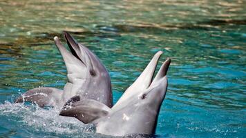 Young curious bottlenose dolphin smiles, playful common tursiops truncatus close-up swimming underwater. Jumping out of water photo