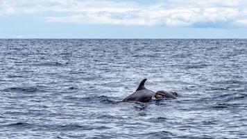 joven curioso nariz de botella delfín sonrisas, juguetón común tursiops truncatus de cerca nadando submarino. saltando fuera de agua foto