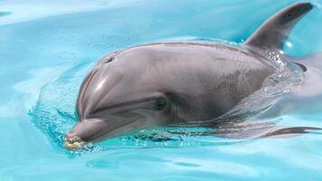 joven curioso nariz de botella delfín sonrisas, juguetón común tursiops truncatus de cerca nadando submarino. saltando fuera de agua foto