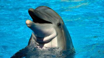 joven curioso nariz de botella delfín sonrisas, juguetón común tursiops truncatus de cerca nadando submarino. saltando fuera de agua foto