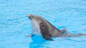 joven curioso nariz de botella delfín sonrisas, juguetón común tursiops truncatus de cerca nadando submarino. saltando fuera de agua foto