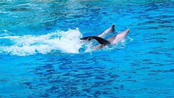 joven curioso nariz de botella delfín sonrisas, juguetón común tursiops truncatus de cerca nadando submarino. saltando fuera de agua foto