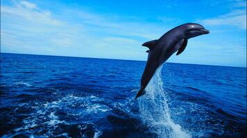 Young curious bottlenose dolphin smiles, playful common tursiops truncatus close-up swimming underwater. Jumping out of water photo