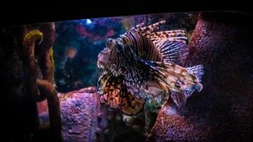 Lionfish or Pterois, a beautiful predatory Lion Fish swims in search of food underwater photo