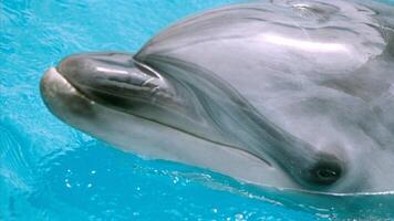 Young curious bottlenose dolphin smiles, playful common tursiops truncatus close-up swimming underwater. Jumping out of water photo