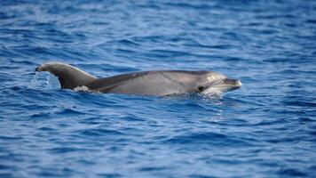 joven curioso nariz de botella delfín sonrisas, juguetón común tursiops truncatus de cerca nadando submarino. saltando fuera de agua foto