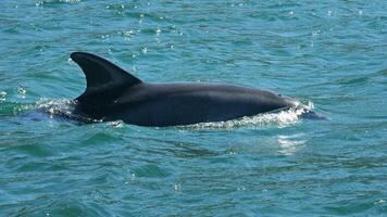 joven curioso nariz de botella delfín sonrisas, juguetón común tursiops truncatus de cerca nadando submarino. saltando fuera de agua foto