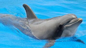 joven curioso nariz de botella delfín sonrisas, juguetón común tursiops truncatus de cerca nadando submarino. saltando fuera de agua foto