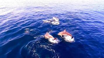 joven curioso nariz de botella delfín sonrisas, juguetón común tursiops truncatus de cerca nadando submarino. saltando fuera de agua foto